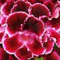 10 PCS Seeds Geranium 'Quantoki May' Angel Dark Red Double Petals White Edge Bonsai Flowers