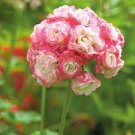 10 PCS Seeds Geranium 'Rose Red Rosebud' Hybrid 10 PCS Seeds Geranium 'Rose Red Rosebud' Hybrid