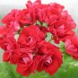 10 PCS Seeds Geranium 'Rose Red Rosebud' Hybrid