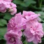 10 PCS Seeds Geranium 'Royal Lavender'