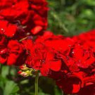 10 PCS Seeds Geranium 'Scarlet Star' Perennial Flower