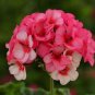 10 PCS Seeds Geranium 'Scarlet Star' Perennial Flower