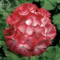 10 PCS Seeds Geranium 'Scarlet Star' Perennial Flower