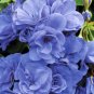 10 PCS Seeds Geranium 'Sky Blue Noon' Blue Perennial Flowers