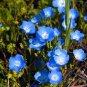 10 PCS Seeds Geranium 'Sky Blue Noon' Blue Perennial Flowers