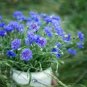10 PCS Seeds Geranium 'Sky Blue Noon' Blue Perennial Flowers