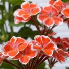 10 PCS Seeds Geranium 'Spider' Light Orange Red Stripes Big Blooms Bonsai Flowers 10 PCS Seeds Geranium 'Spider' Light Orange Red Stripes Big Blooms Bonsai Flowers