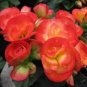10 PCS Seeds Geranium 'Spider' Light Orange Red Stripes Big Blooms Bonsai Flowers
