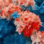 10 PCS Seeds Geranium 'Spider' Light Orange Red Stripes Big Blooms Bonsai Flowers
