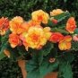 10 PCS Seeds Geranium 'Spider' Light Orange Red Stripes Big Blooms Bonsai Flowers