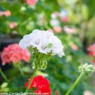 10 PCS Seeds Geranium 'St Gerorge' Seeds Professional Pack 10 PCS Seeds Geranium 'St Gerorge' Seeds Professional Pack