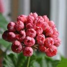 10 PCS Seeds Geranium 'Tulip Orangish Red Bud' Perennial Bonsai Flowers 10 PCS Seeds Geranium 'Tulip Orangish Red Bud' Perennial Bonsai Flowers