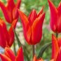 10 PCS Seeds Geranium 'Tulip Orangish Red Bud' Perennial Bonsai Flowers