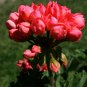 10 PCS Seeds Geranium 'Tulip Orangish Red Bud' Perennial Bonsai Flowers