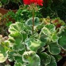 10 PCS Seeds Geranium 'Wilhelm Langguth' Seeds Attractive White-edged Foliage
