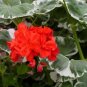 10 PCS Seeds Geranium 'Wilhelm Langguth' Seeds Attractive White-edged Foliage