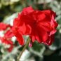 10 PCS Seeds Geranium 'Wilhelm Langguth' Seeds Attractive White-edged Foliage