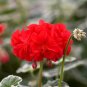 10 PCS Seeds Geranium 'Wilhelm Langguth' Seeds Attractive White-edged Foliage