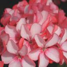20 PCS Seeds Geranium Fire Red Apple Blossom Bonsai Flowers 20 PCS Seeds Geranium Fire Red Apple Blossom Bonsai Flowers