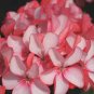 20 PCS Seeds Geranium Fire Red Apple Blossom Bonsai Flowers