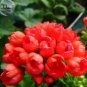 20 PCS Seeds Geranium Fire Red Apple Blossom Bonsai Flowers