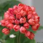 20 PCS Seeds Geranium Fire Red Apple Blossom Bonsai Flowers