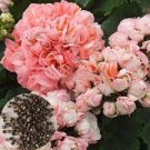 10 PCS Seeds Geranium Fire red-to-white-to-light green Big Blooms Bonsai Flowers 10 PCS Seeds Geranium Fire red-to-white-to-light green Big Blooms Bonsai Flowers