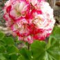 10 PCS Seeds Geranium Fire red-to-white-to-light green Big Blooms Bonsai Flowers