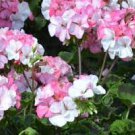10 PCS Seeds Geranium Fully Light Pink Corrugated Big Blooms Bonsai Flowers 10 PCS Seeds Geranium Fully Light Pink Corrugated Big Blooms Bonsai Flowers