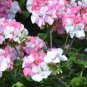 10 PCS Seeds Geranium Fully Light Pink Corrugated Big Blooms Bonsai Flowers