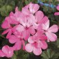 10 PCS Seeds Geranium Fully Light Pink Corrugated Big Blooms Bonsai Flowers