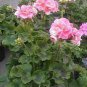 10 PCS Seeds Geranium Fully Light Pink Corrugated Big Blooms Bonsai Flowers