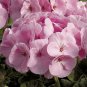 10 PCS Seeds Geranium Fully Light Pink Corrugated Big Blooms Bonsai Flowers