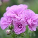10 PCS Seeds Geranium Fully Light Purple Chinese Rose-typed Compact Bonsai Flowers 10 PCS Seeds Geranium Fully Light Purple Chinese Rose-typed Compact Bonsai Flowers