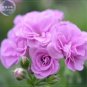 10 PCS Seeds Geranium Fully Light Purple Chinese Rose-typed Compact Bonsai Flowers