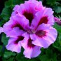 10 PCS Seeds Geranium Fully Light Purple Chinese Rose-typed Compact Bonsai Flowers