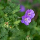 10 PCS Seeds Geranium Fully Purple Double Petals Ball Typed Flowers