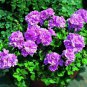 10 PCS Seeds Geranium Fully Purple Double Petals Ball Typed Flowers