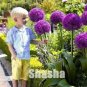 100 PCS Seeds Geranium Giant Allium Giganteum