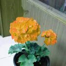 10 PCS Seeds Geranium Golden Dense Ball-shaped Big Blooms Bonsai Flowers
