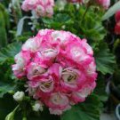 10 PCS Seeds Geranium Hydrangea-shaped peach pink and white colors Bonsai Flowers 10 PCS Seeds Geranium Hydrangea-shaped peach pink and white colors Bonsai Flowers