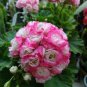 10 PCS Seeds Geranium Hydrangea-shaped peach pink and white colors Bonsai Flowers