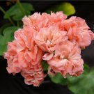 10 PCS Seeds Geranium Large Heads of Bright Pink Flowers with Light Eyes Flower