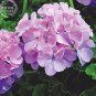 10 PCS Seeds Geranium Light Lavender-pink Flowers