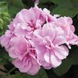 10 PCS Seeds Geranium Light Lavender-pink Flowers