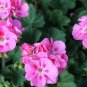 10 PCS Seeds Geranium Light Lavender-pink Flowers