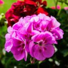 10 PCS Seeds Geranium Light Pinkish White Double Petals with Purple Spots Close to Centre Flowers 10 PCS Seeds Geranium Light Pinkish White Double Petals with Purple Spots Close to Centre Flowers