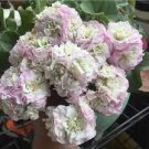 10 PCS Seeds Geranium Light Purple White Light Green Big Blooms Perennial Flowers 10 PCS Seeds Geranium Light Purple White Light Green Big Blooms Perennial Flowers
