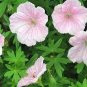10 PCS Seeds Geranium Light Purple White Light Green Big Blooms Perennial Flowers