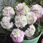 10 PCS Seeds Geranium Light Purple White Light Green Big Blooms Perennial Flowers